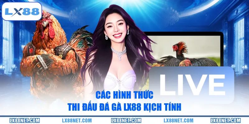 Các hình thức thi đấu đá gà LX88 kịch tính